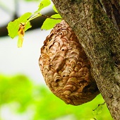 スズメバチの巣を自分で駆除