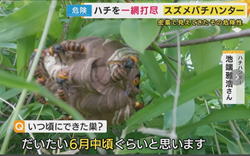 ハチ関連ニュース【毎年起こ・・の画像