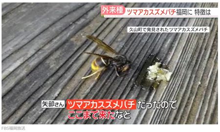 ハチ関連ニュース【毎年起こ・・の画像