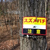 スズメバチの巣を自分で安全に駆除するこんな方法
