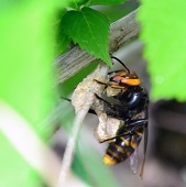 スズメバチ駆除業者【安い順】一覧